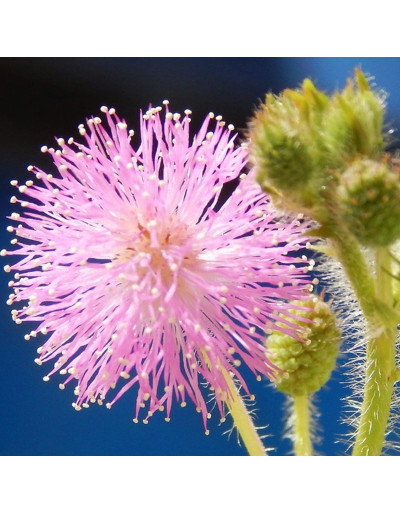 Mimosa Pudica Psychic