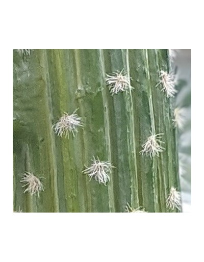 Mexican cactus with pot