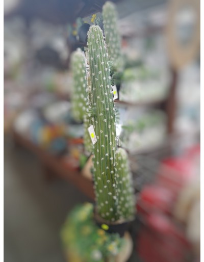 Mexican cactus with pot