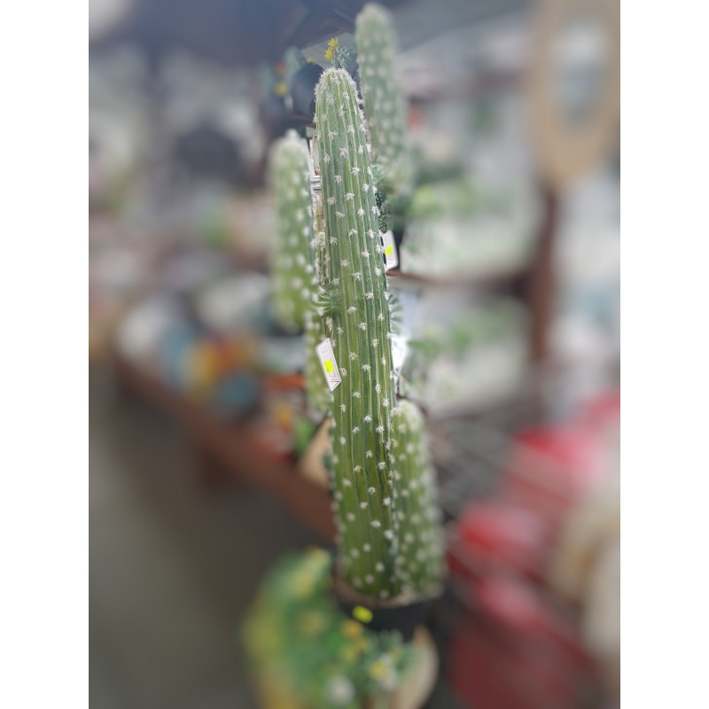 Cactus mexicano con olla