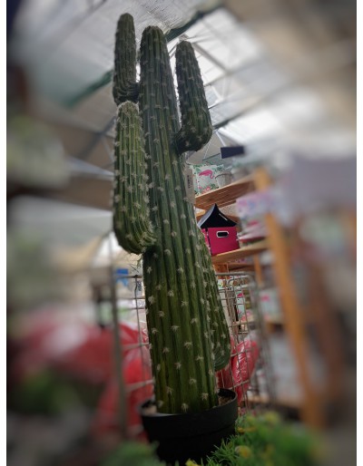 Mexicaanse cactus met pot
