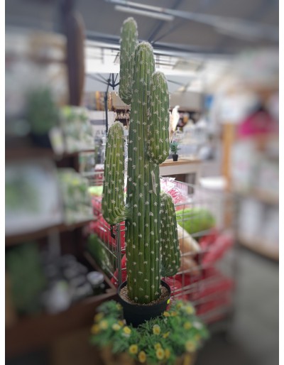Mexicaanse cactus met pot