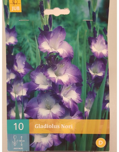 Gladiolus Nori lila weiß 10 Zwiebeln