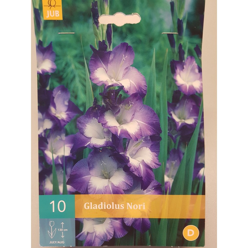 Gladiolus Nori paars wit 10...