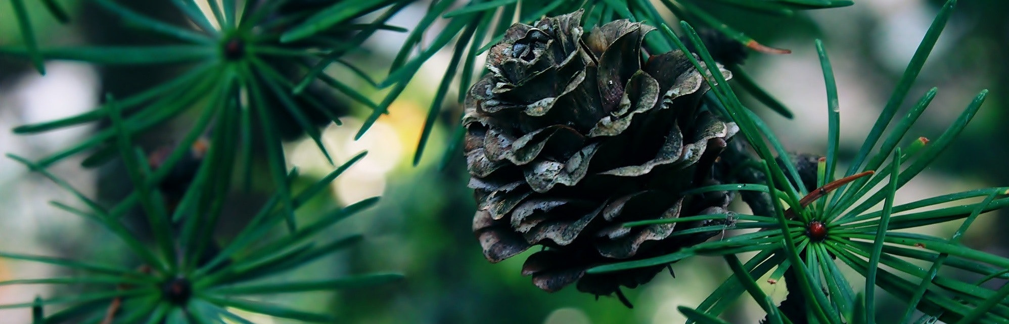 Christmas Material, X'mas Flower 、pinus, Christmas Hat And