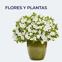 plantas y flores