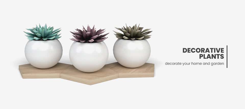 indoor plants