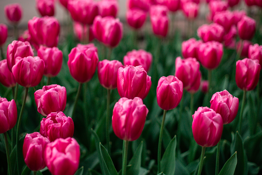 Lenda das tulipas - GardenStuff Lenda das tulipas - GardenStuff