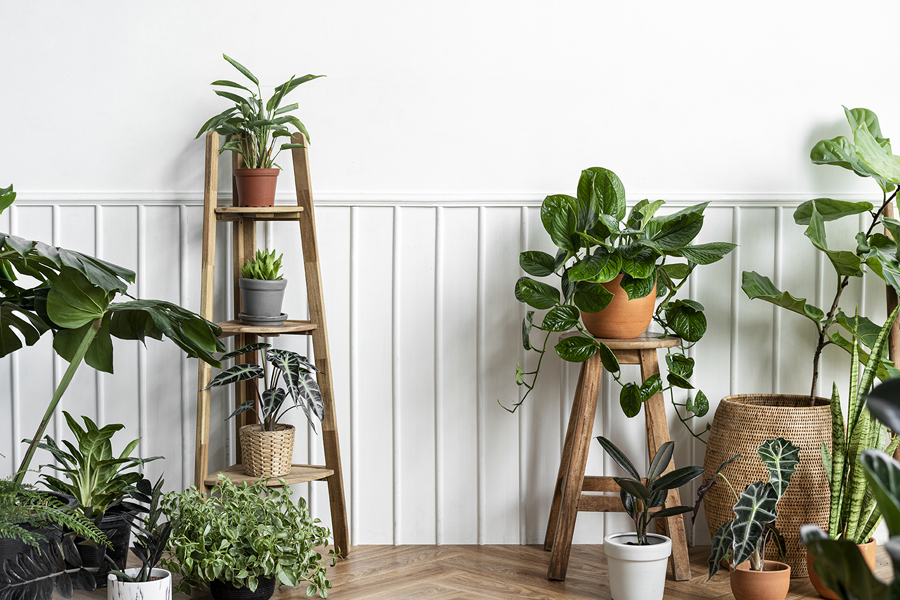 BIOPHILIA: SURROUND YOURSELF WITH GREEN