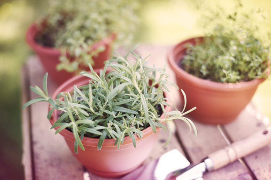 ÁGUA, FOGO E PLANTAS