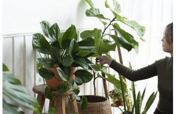 NUOVE TENDENZE: PLANT PARENTING