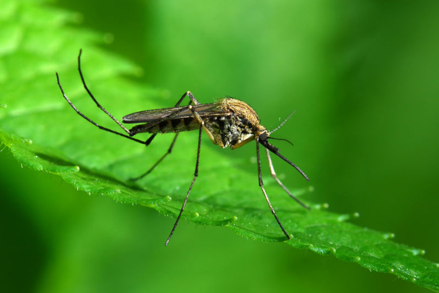 AS PLANTAS ANTI MOSQUITOS